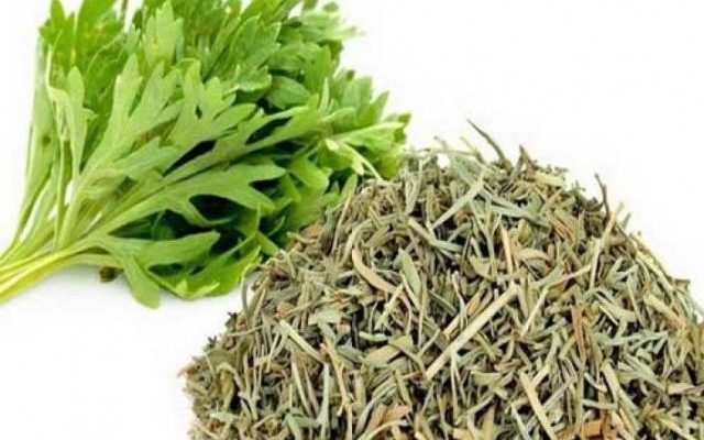 تجربتي مع شرب الشيح