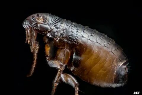It's a bumper breeding season for fleas