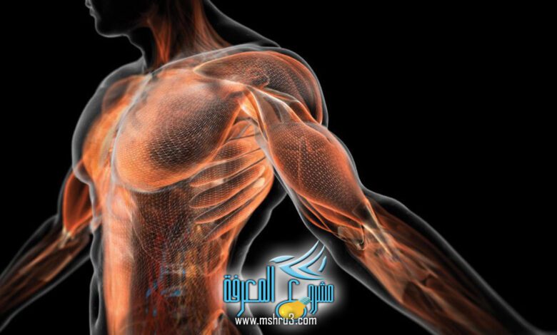 القدرة العضلية هي القوة المميزة بالسرعة