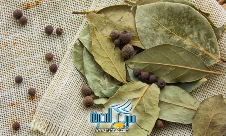 فوائد ورق الغار للتخسيس وأقوى وصفات للتخلص من الوزن الزائد
