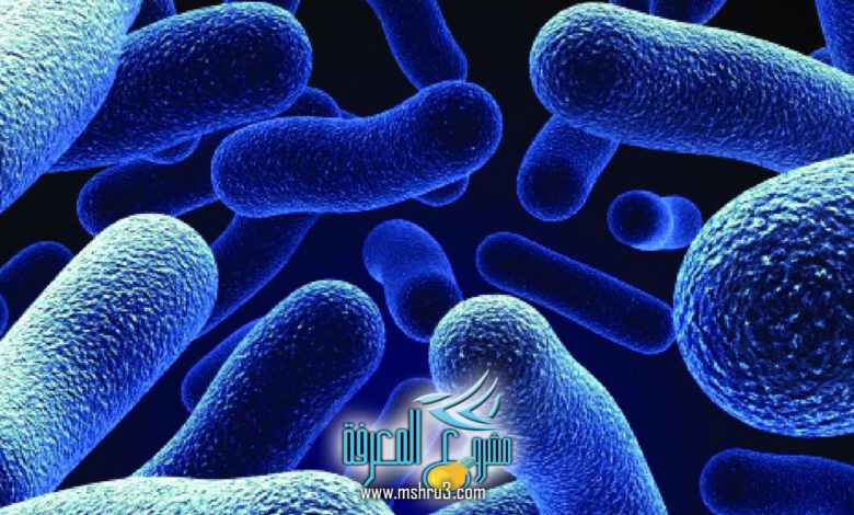 كيف تتكاثر البكتيريا