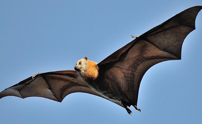 ما هو الخفاش الطائر