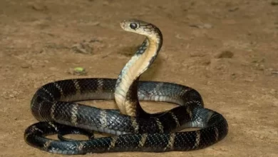 تفسير حلم ثعبان يبتلع شخص