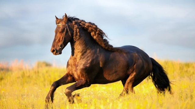 رؤية الخيول في المنام للعزباء