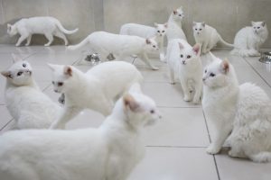 اسماء قطط ذكور بيضاء