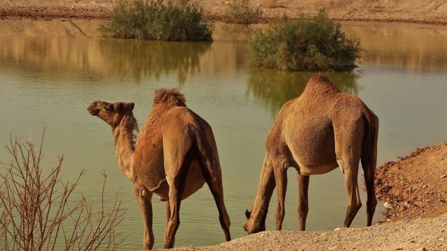 تفسير الجمال في المنام