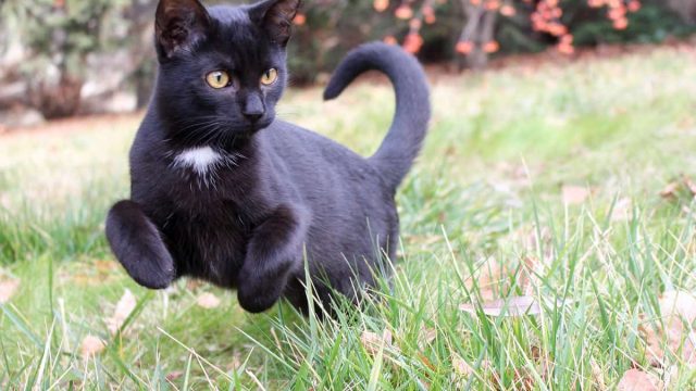 تفسير القطة السوداء في المنام لابن سيرين