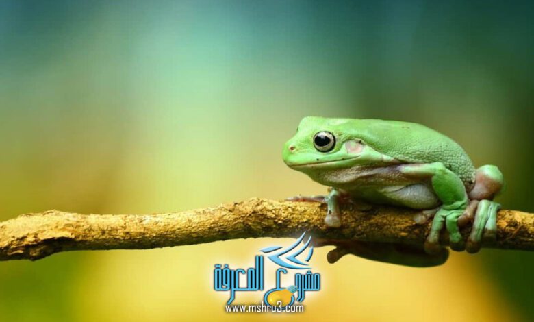 حلم رؤية الضفدع