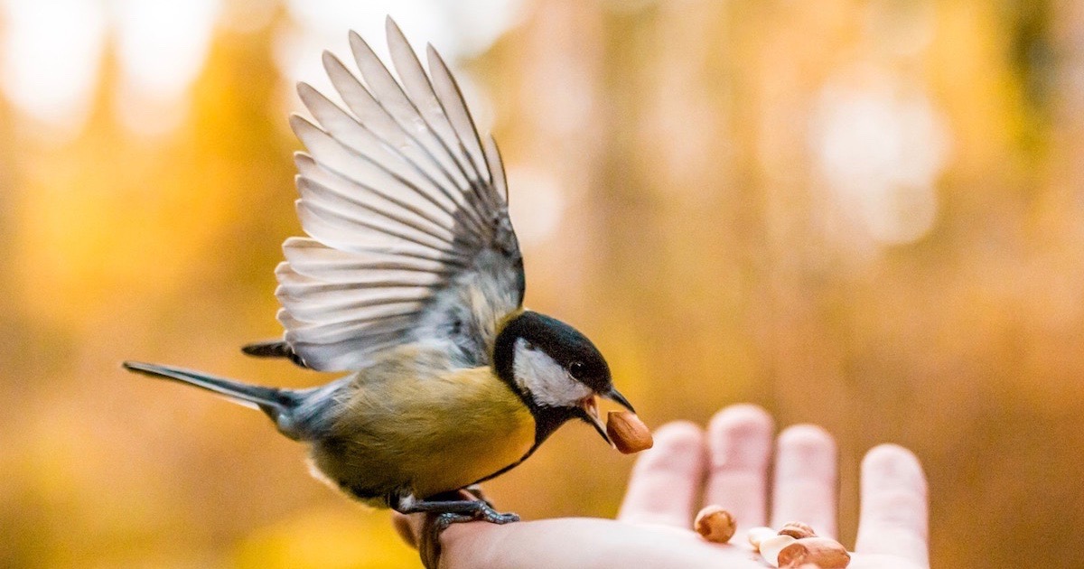 صور الرفق بالحيوانات