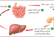 رتب كيفيه عمل نظام التغذيه