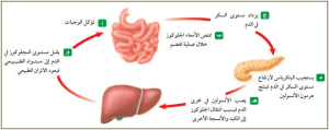 رتب كيفيه عمل نظام التغذيه