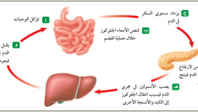 رتب كيفيه عمل نظام التغذيه