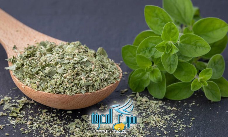 استخدام البردقوش للحمل