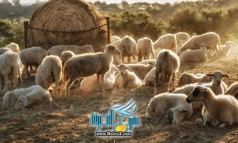 تفسير حلم رؤية غنم يهاجمني في المنام