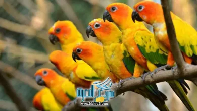 الببغاء في المنام